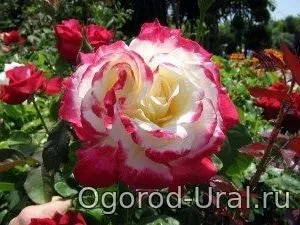 Сорти троянд для уралу