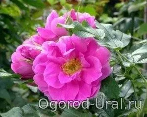 Сорти троянд для уралу