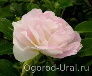 Сорти троянд для уралу