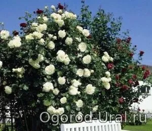 Сорти троянд для уралу