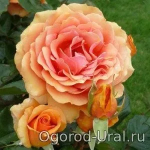 Сорти троянд для уралу