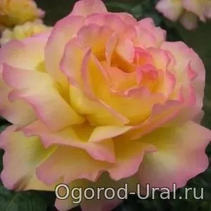 Сорти троянд для уралу