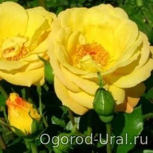 Сорти троянд для уралу