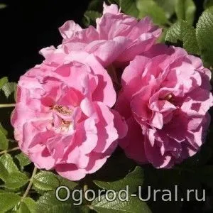 Сорти троянд для уралу