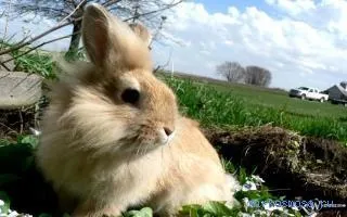 Сонник кролик, тлумачення сну кролик, до чого сниться і що означає сон, в якому наснилося кролик (тлумачення) Сонник кролик, тлумачення сну кролик, до чого сниться і що означає сон, в якому наснилося кролик