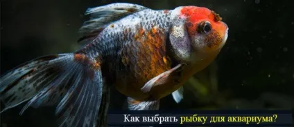 Поради для вашого будинку (вашого) Поради для вашого будинку