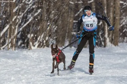 Відбувся чемпіонатУкаіни з перегонів на собачих упряжках - зооінформ-сіті
