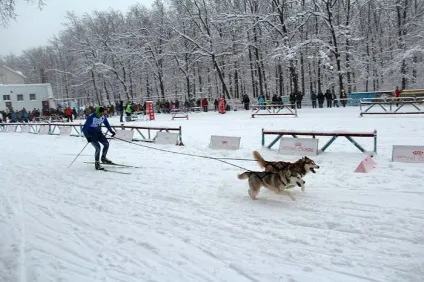 Відбувся чемпіонатУкаіни з перегонів на собачих упряжках - зооінформ-сіті