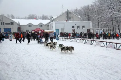 Відбувся чемпіонатУкаіни з перегонів на собачих упряжках - зооінформ-сіті