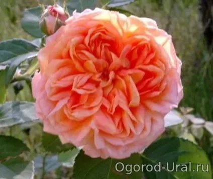 Сорти троянд для уралу
