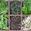Стевія користь чи шкода при цукровому діабеті, способи застосування стевії (діабеті) Стевія користь чи шкода при цукровому діабеті, способи застосування стевії