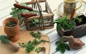 Стевія застосування в народній медицині (народної) Стевія застосування в народній медицині