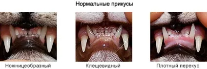 Стандарт - сайт британських кішок