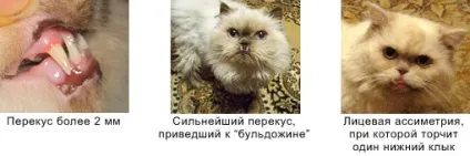 Стандарт - сайт британських кішок