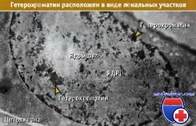 Будова хроматину і його форми