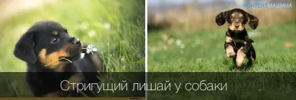 Стригучий лишай у собаки причини, симптоми, лікування (лишай) Стригучий лишай у собаки причини, симптоми, лікування