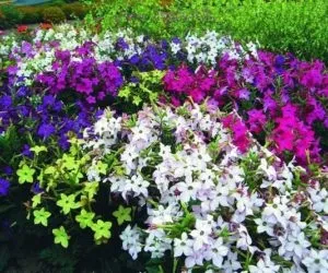 Тютюн запашний вирощування з насіння, фото (вирощування) Тютюн запашний вирощування з насіння, фото