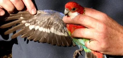 Своїми руками підрізати крила папузі (підрізати) Своїми руками підрізати крила папузі