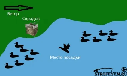 Схема розстановки качиних опудал, мисливець і рибалка (мисливець) Схема розстановки качиних опудал, мисливець і рибалка