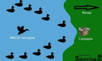 Схема розстановки качиних опудал, мисливець і рибалка (опудал) Схема розстановки качиних опудал, мисливець і рибалка