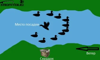 Схема розстановки качиних опудал, мисливець і рибалка (розстановка опудал) Схема розстановки качиних опудал, мисливець і рибалка