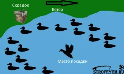 Схема розстановки качиних опудал, мисливець і рибалка (мисливець) Схема розстановки качиних опудал, мисливець і рибалка