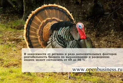 Свій бізнес з розведення та вирощування індиків на м'ясо