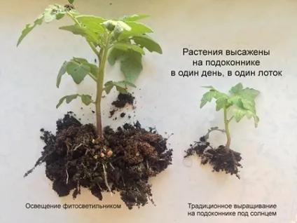 Світлодіодні лампи для рослин як вибрати фітолампи