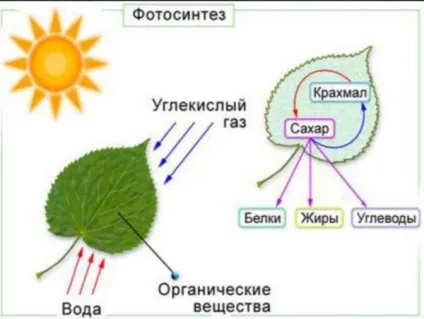 Світлодіоди для рослин полноспектральние, червоні та інші; досвід застосування (досвід) Світлодіоди для рослин полноспектральние, червоні та інші; досвід застосування