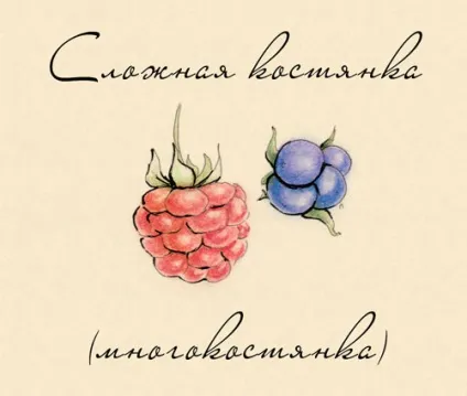 Свободноплодіковие (апокарпниє) плоди - студопедія