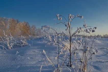Розповідь про снігових корів або як я зайняв 2-е місце у фотоконкурсі, блог початківця фотографа і (корів) Розповідь про снігових корів або як я зайняв 2-е місце у фотоконкурсі, блог початківця фотографа і