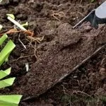 Попелиця на капусті як боротися (потрібно розбавити водою) Попелиця на капусті як боротися