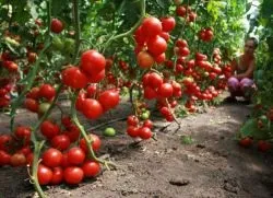 Томатне дерево - вирощування у відкритому грунті (дерево) Томатне дерево - вирощування у відкритому грунті