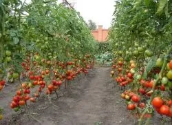 Томатне дерево - вирощування у відкритому грунті (томатне) Томатне дерево - вирощування у відкритому грунті