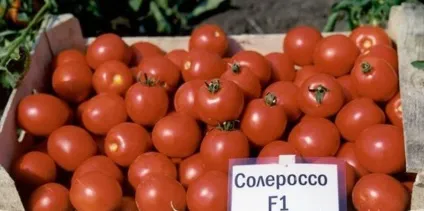 Томати Солероссо f1 опис сорту, відгуки, відео, фото (відгуки) Томати Солероссо f1 опис сорту, відгуки, відео, фото