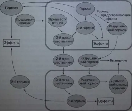 Транспорт гормонів через клітинні мембрани - медичний довідник (мембрани) Транспорт гормонів через клітинні мембрани - медичний довідник