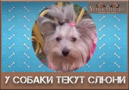 У собаки течуть слюні, чому, причина, що робити (причина) У собаки течуть слюні, чому, причина, що робити
