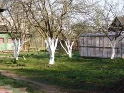 Догляд за молодим садом