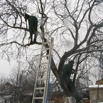 Догляд та обрізка яблунь навесні лікування стовбура, копулировка, полив, підживлення яблунь добривами (обрізка) Догляд та обрізка яблунь навесні лікування стовбура, копулировка, полив, підживлення яблунь добривами