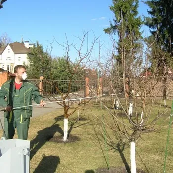 Догляд та обрізка яблунь навесні лікування стовбура, копулировка, полив, підживлення яблунь добривами (копулировка) Догляд та обрізка яблунь навесні лікування стовбура, копулировка, полив, підживлення яблунь добривами
