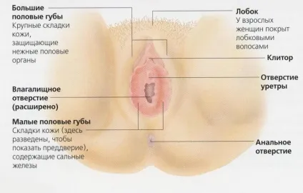 Вузьке піхву, вузький вхід причини і лікування (вхід) Вузьке піхву, вузький вхід причини і лікування