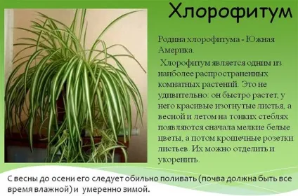 Догляд за хлорофітумом в домашніх умовах види, пересадка, розмноження і хвороби (домашніх) Догляд за хлорофітумом в домашніх умовах види, пересадка, розмноження і хвороби