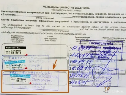 Вакцинація собак, drtclub