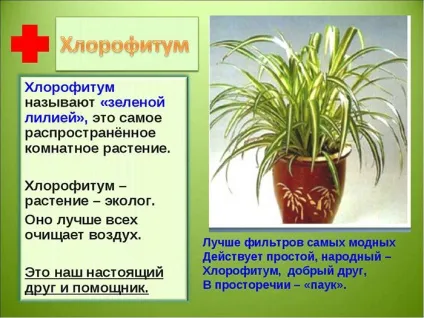 Догляд за хлорофітумом в домашніх умовах види, пересадка, розмноження і хвороби (умовах) Догляд за хлорофітумом в домашніх умовах види, пересадка, розмноження і хвороби