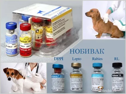 Вакцинація собак, drtclub