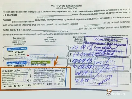 Вакцинація собак, drtclub
