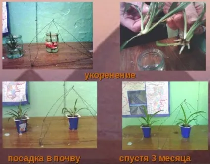 Догляд за хлорофітумом в домашніх умовах види, пересадка, розмноження і хвороби (умовах) Догляд за хлорофітумом в домашніх умовах види, пересадка, розмноження і хвороби