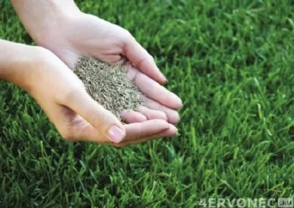 Види газонної трави (фото) багаторічні, пристрій рулонного газону (види) Види газонної трави (фото) багаторічні, пристрій рулонного газону