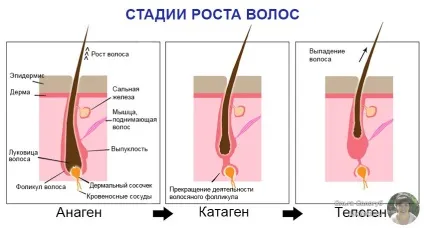 Vichy dercos neogenic - відгуки чоловіків і жінок (відгуки) Vichy dercos neogenic - відгуки чоловіків і жінок