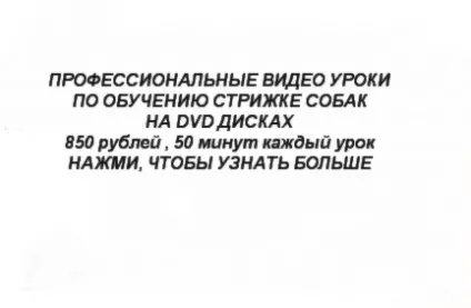 Вибір шампуню для собаки і кішки (Лікувальні шампуні собак) Вибір шампуню для собаки і кішки